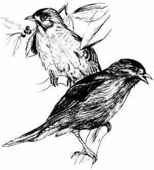 Иллюстрация к книге — Пернатые многоженцы [_72.jpg]