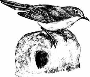 Иллюстрация к книге — Пернатые многоженцы [_73.jpg]