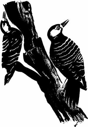 Иллюстрация к книге — Пернатые многоженцы [_74.jpg]