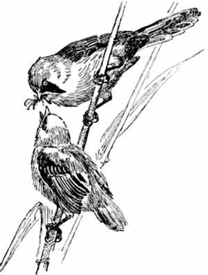 Иллюстрация к книге — Пернатые многоженцы [_77.jpg]