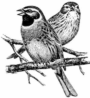 Иллюстрация к книге — Пернатые многоженцы [_79.jpg]