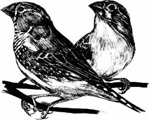 Иллюстрация к книге — Пернатые многоженцы [_81.jpg]