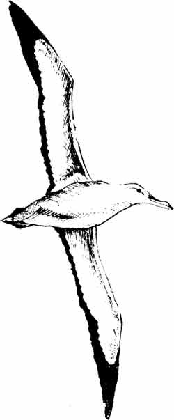 Иллюстрация к книге — Пернатые многоженцы [_82.jpg]