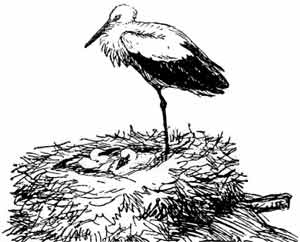 Иллюстрация к книге — Пернатые многоженцы [_85.jpg]