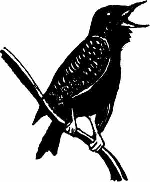 Иллюстрация к книге — Пернатые многоженцы [_89.jpg]