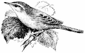 Иллюстрация к книге — Пернатые многоженцы [_90.jpg]