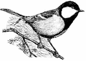 Иллюстрация к книге — Пернатые многоженцы [_91.jpg]