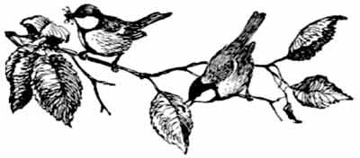 Иллюстрация к книге — Пернатые многоженцы [_92.jpg]