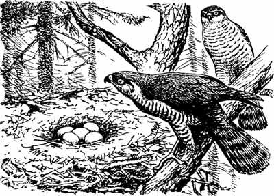 Иллюстрация к книге — Пернатые многоженцы [_93.jpg]