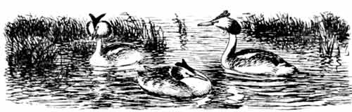 Иллюстрация к книге — Пернатые многоженцы [_94.jpg]