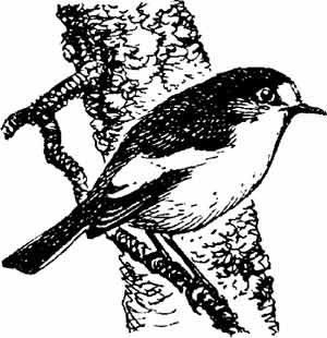 Иллюстрация к книге — Пернатые многоженцы [_95.jpg]