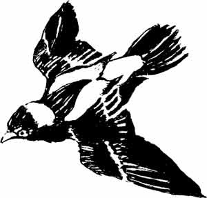 Иллюстрация к книге — Пернатые многоженцы [_96.jpg]