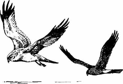 Иллюстрация к книге — Пернатые многоженцы [_98.jpg]