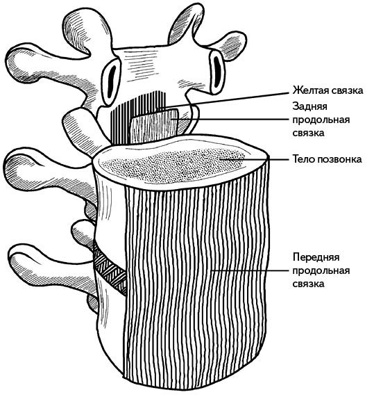 Иллюстрация к книге — Жизнь без боли в спине. Лечение сколиоза, остеопороза, остеохондроза, межпозвонковой грыжи без операции [i_004.jpg]