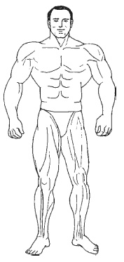 Иллюстрация к книге — Силовой тренинг. Как нарастить силу, занимаясь без тренера [i_067.jpg]