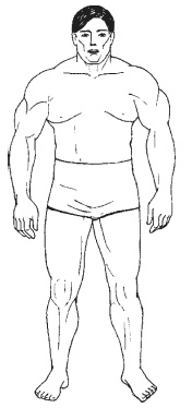 Иллюстрация к книге — Силовой тренинг. Как нарастить силу, занимаясь без тренера [i_068.jpg]