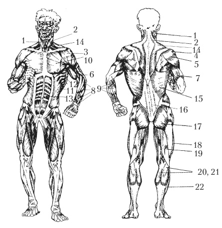 Иллюстрация к книге — Силовой тренинг. Как нарастить силу, занимаясь без тренера [i_069.jpg]