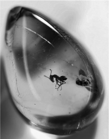 Иллюстрация к книге — Удивительные истории о словах самых разных. Книга о том, ЧТО мы говорим, сами того не ведая [b00000527.jpg]