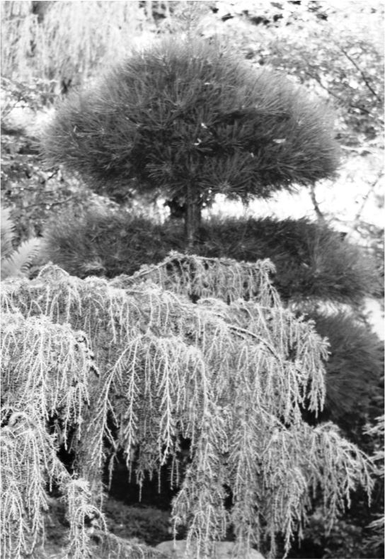 Иллюстрация к книге — Удивительные истории о словах самых разных. Книга о том, ЧТО мы говорим, сами того не ведая [b00000937.jpg]