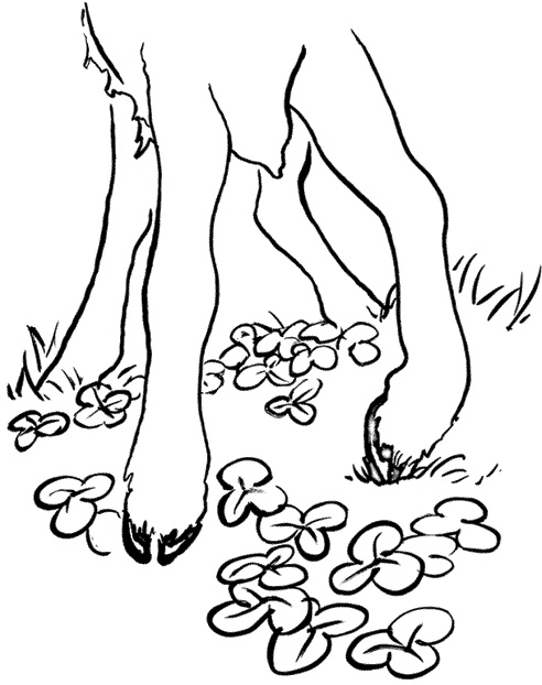 Иллюстрация к книге — Практика радости. Как ходить осознанно [i_003.jpg]