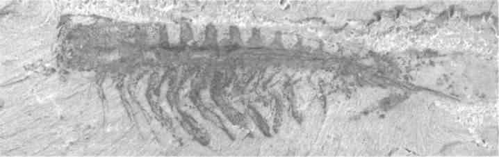 Иллюстрация к книге — Парнокопытные киты, четырехкрылые динозавры, бегающие черви... Новая палеонтология. Реальность, которая удивительнее фантазий [i_010.jpg]