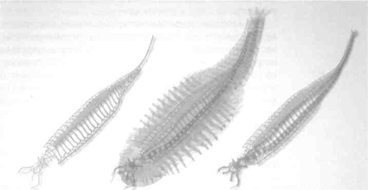 Иллюстрация к книге — Парнокопытные киты, четырехкрылые динозавры, бегающие черви... Новая палеонтология. Реальность, которая удивительнее фантазий [i_011.jpg]