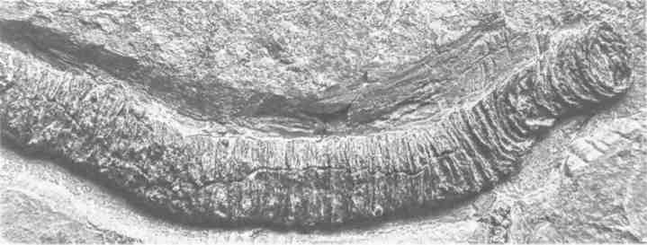 Иллюстрация к книге — Парнокопытные киты, четырехкрылые динозавры, бегающие черви... Новая палеонтология. Реальность, которая удивительнее фантазий [i_012.jpg]