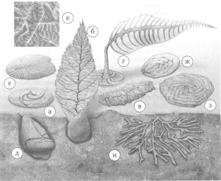 Иллюстрация к книге — Парнокопытные киты, четырехкрылые динозавры, бегающие черви... Новая палеонтология. Реальность, которая удивительнее фантазий [i_013.jpg]