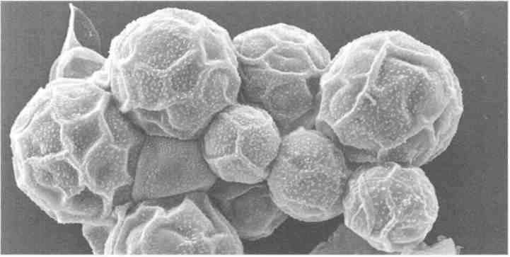 Иллюстрация к книге — Парнокопытные киты, четырехкрылые динозавры, бегающие черви... Новая палеонтология. Реальность, которая удивительнее фантазий [i_014.jpg]