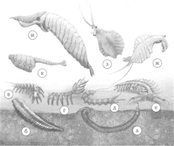 Иллюстрация к книге — Парнокопытные киты, четырехкрылые динозавры, бегающие черви... Новая палеонтология. Реальность, которая удивительнее фантазий [i_016.jpg]