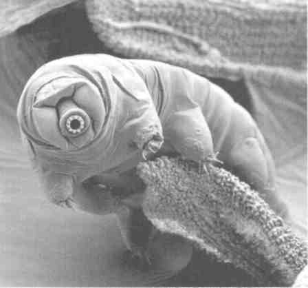 Иллюстрация к книге — Парнокопытные киты, четырехкрылые динозавры, бегающие черви... Новая палеонтология. Реальность, которая удивительнее фантазий [i_018.jpg]