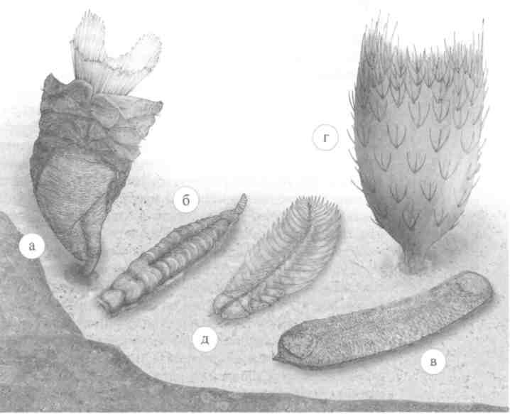 Иллюстрация к книге — Парнокопытные киты, четырехкрылые динозавры, бегающие черви... Новая палеонтология. Реальность, которая удивительнее фантазий [i_020.jpg]