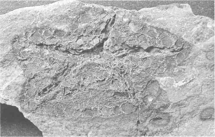 Иллюстрация к книге — Парнокопытные киты, четырехкрылые динозавры, бегающие черви... Новая палеонтология. Реальность, которая удивительнее фантазий [i_022.jpg]