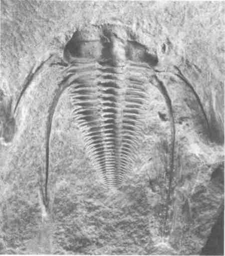 Иллюстрация к книге — Парнокопытные киты, четырехкрылые динозавры, бегающие черви... Новая палеонтология. Реальность, которая удивительнее фантазий [i_028.jpg]