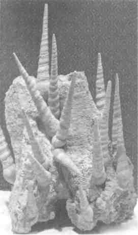 Иллюстрация к книге — Парнокопытные киты, четырехкрылые динозавры, бегающие черви... Новая палеонтология. Реальность, которая удивительнее фантазий [i_029.jpg]