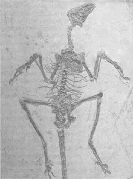 Иллюстрация к книге — Парнокопытные киты, четырехкрылые динозавры, бегающие черви... Новая палеонтология. Реальность, которая удивительнее фантазий [i_030.jpg]