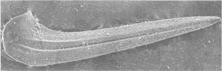 Иллюстрация к книге — Парнокопытные киты, четырехкрылые динозавры, бегающие черви... Новая палеонтология. Реальность, которая удивительнее фантазий [i_031.jpg]