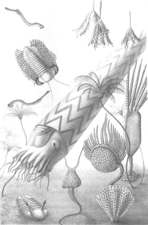 Иллюстрация к книге — Парнокопытные киты, четырехкрылые динозавры, бегающие черви... Новая палеонтология. Реальность, которая удивительнее фантазий [i_034.jpg]