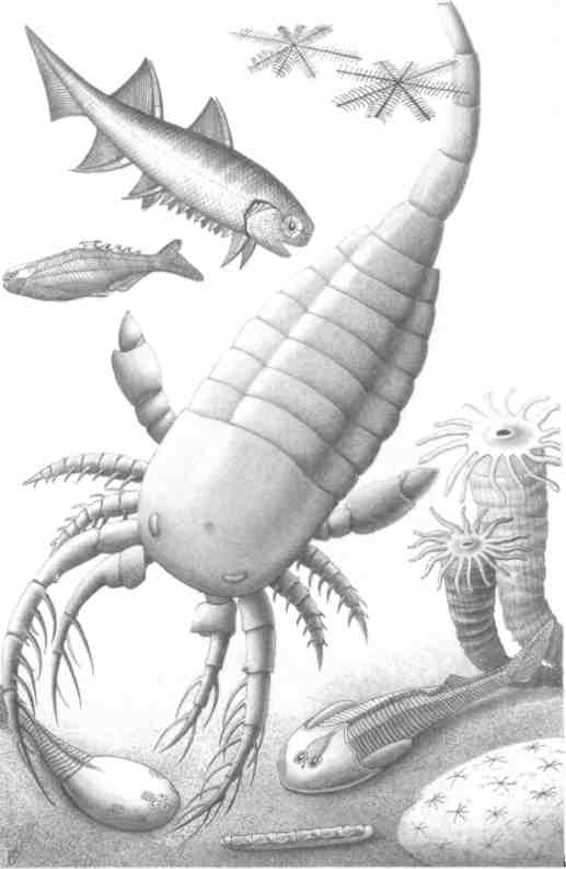 Иллюстрация к книге — Парнокопытные киты, четырехкрылые динозавры, бегающие черви... Новая палеонтология. Реальность, которая удивительнее фантазий [i_035.jpg]