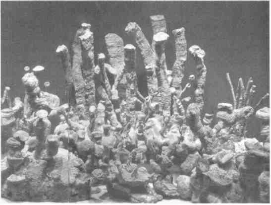 Иллюстрация к книге — Парнокопытные киты, четырехкрылые динозавры, бегающие черви... Новая палеонтология. Реальность, которая удивительнее фантазий [i_039.jpg]