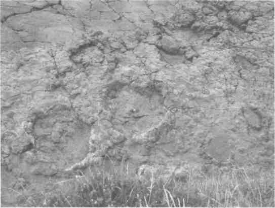 Иллюстрация к книге — Парнокопытные киты, четырехкрылые динозавры, бегающие черви... Новая палеонтология. Реальность, которая удивительнее фантазий [i_040.jpg]