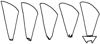 Иллюстрация к книге — Полная энциклопедия домашнего хозяйства [i_104.jpg]