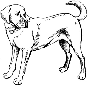 Иллюстрация к книге — Полная энциклопедия домашнего хозяйства [i_133.jpg]