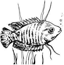 Иллюстрация к книге — Полная энциклопедия домашнего хозяйства [i_137.jpg]