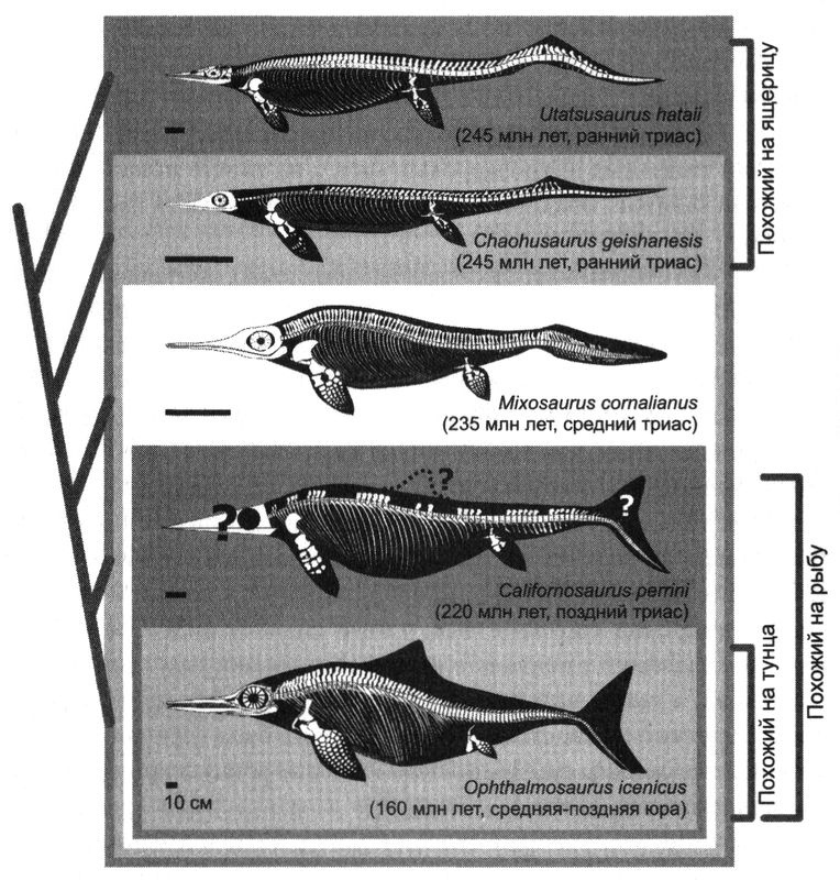 Иллюстрация к книге — Отпечатки жизни. 25 шагов эволюции и вся история планеты [img_100.jpg]