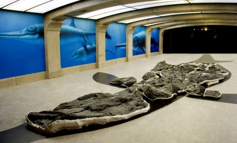 Иллюстрация к книге — Отпечатки жизни. 25 шагов эволюции и вся история планеты [img_106.jpg]