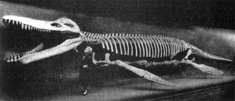 Иллюстрация к книге — Отпечатки жизни. 25 шагов эволюции и вся история планеты [img_107.jpg]