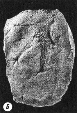 Иллюстрация к книге — Отпечатки жизни. 25 шагов эволюции и вся история планеты [img_11.jpg]