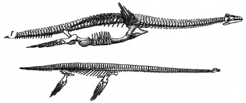 Иллюстрация к книге — Отпечатки жизни. 25 шагов эволюции и вся история планеты [img_115.jpg]