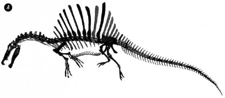 Иллюстрация к книге — Отпечатки жизни. 25 шагов эволюции и вся история планеты [img_118.jpg]